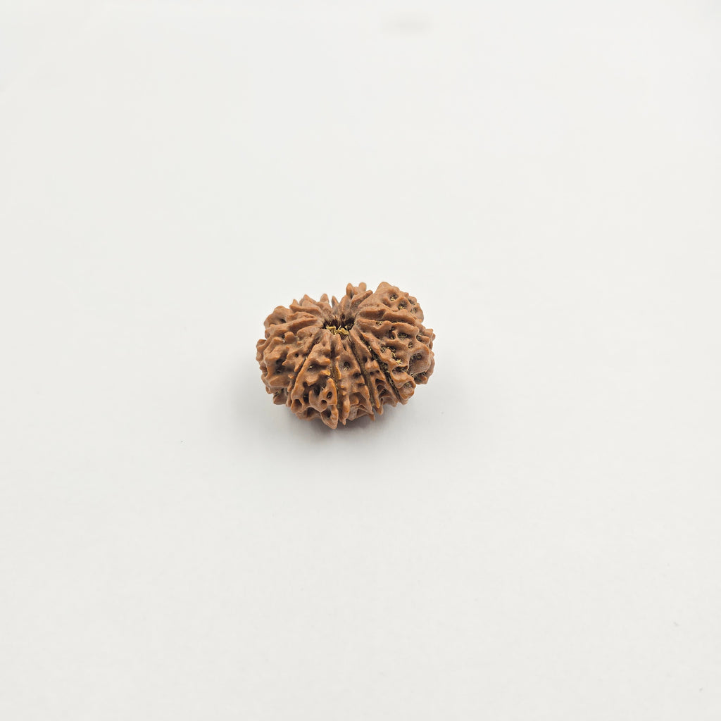 11 Mukhi