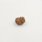 11 Mukhi