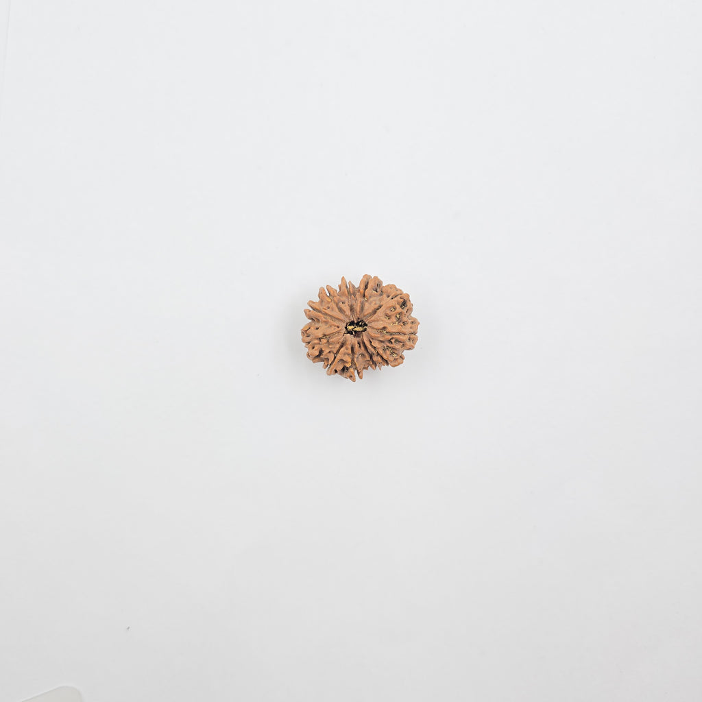 11 Mukhi