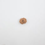 11 Mukhi