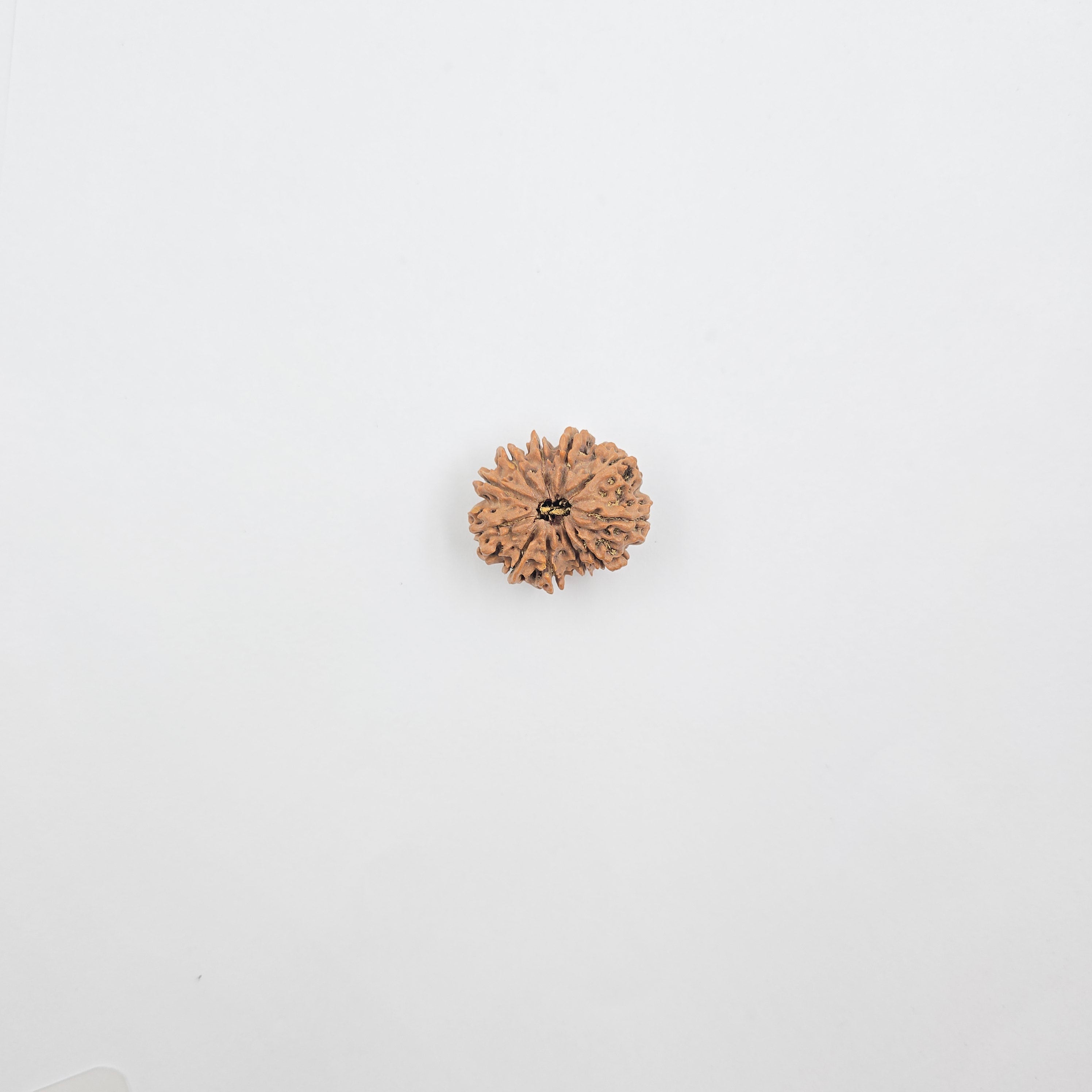 11 Mukhi