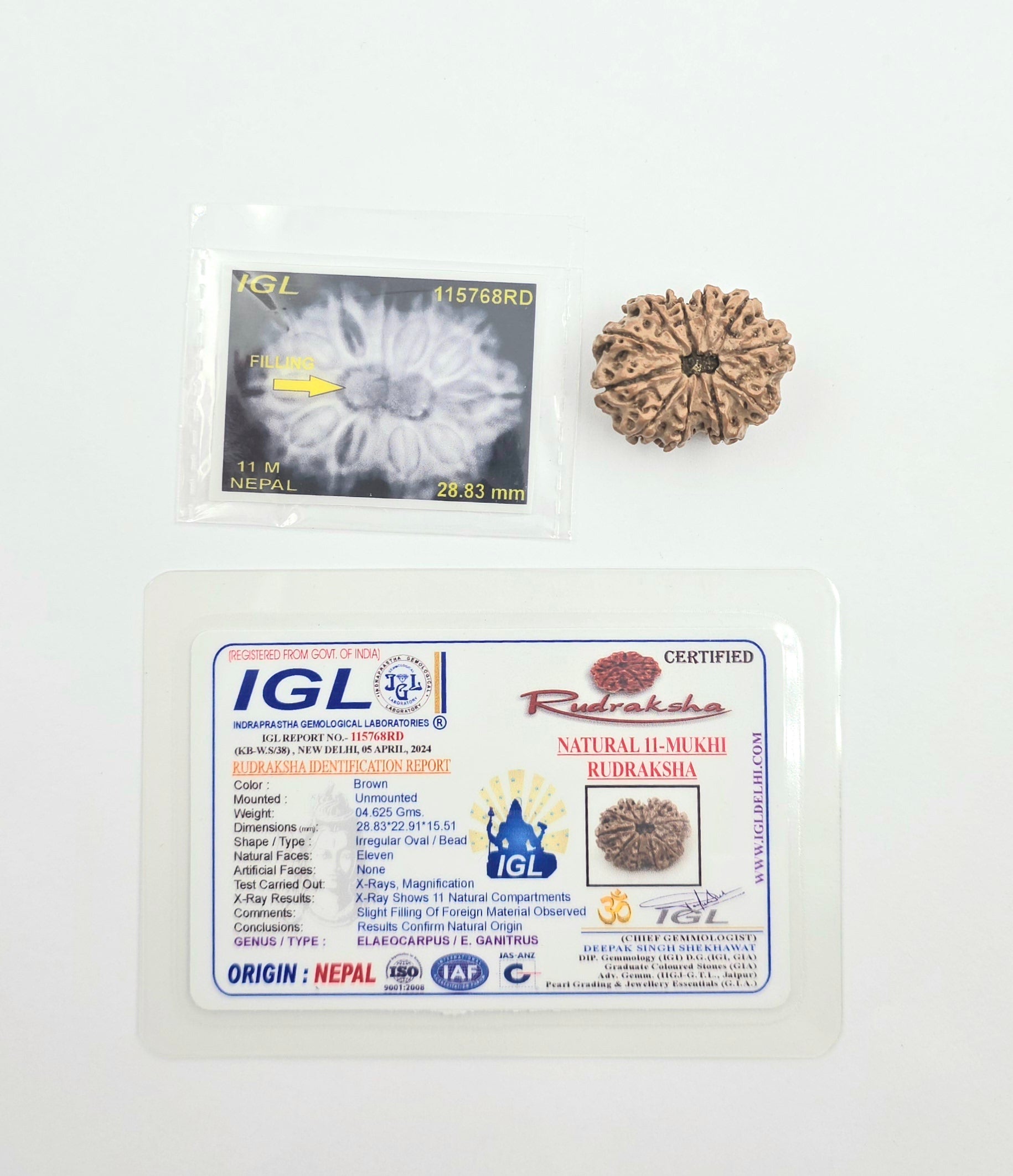 11 Mukhi