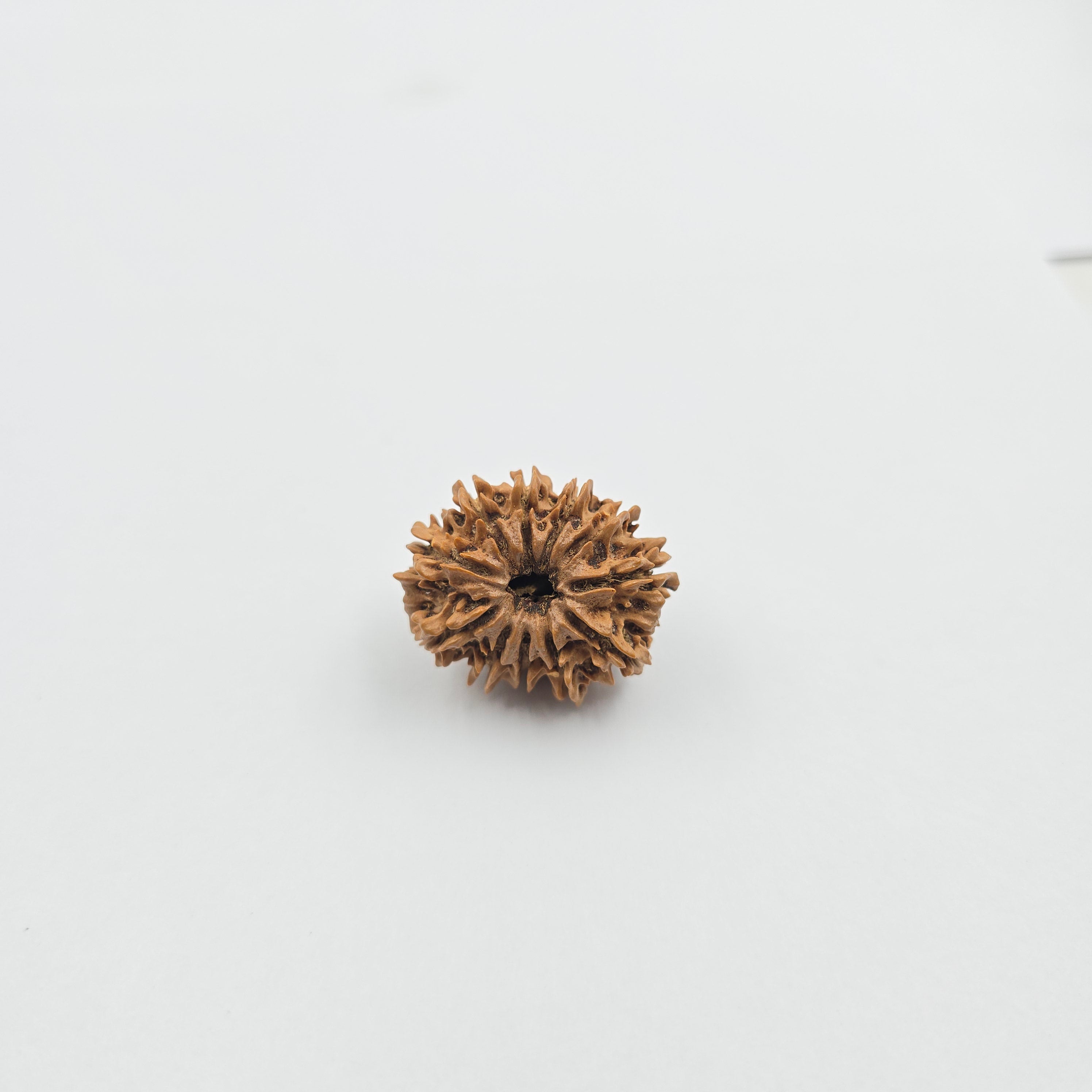 11 Mukhi
