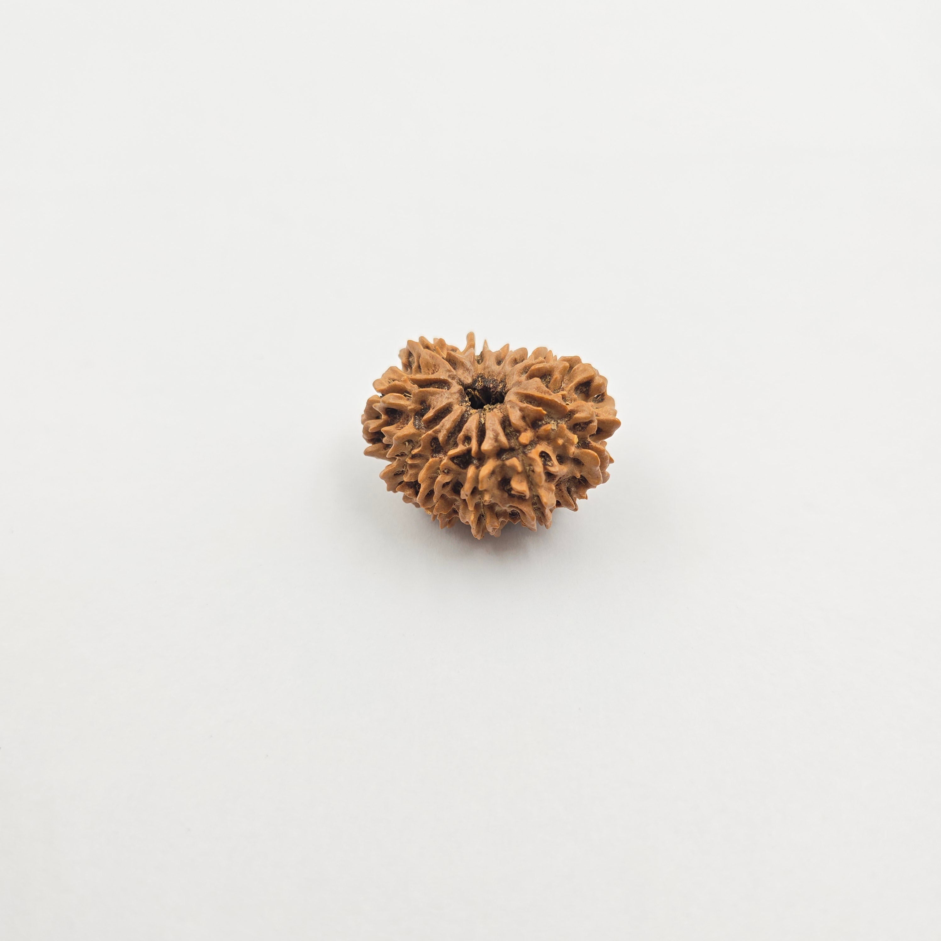 11 Mukhi