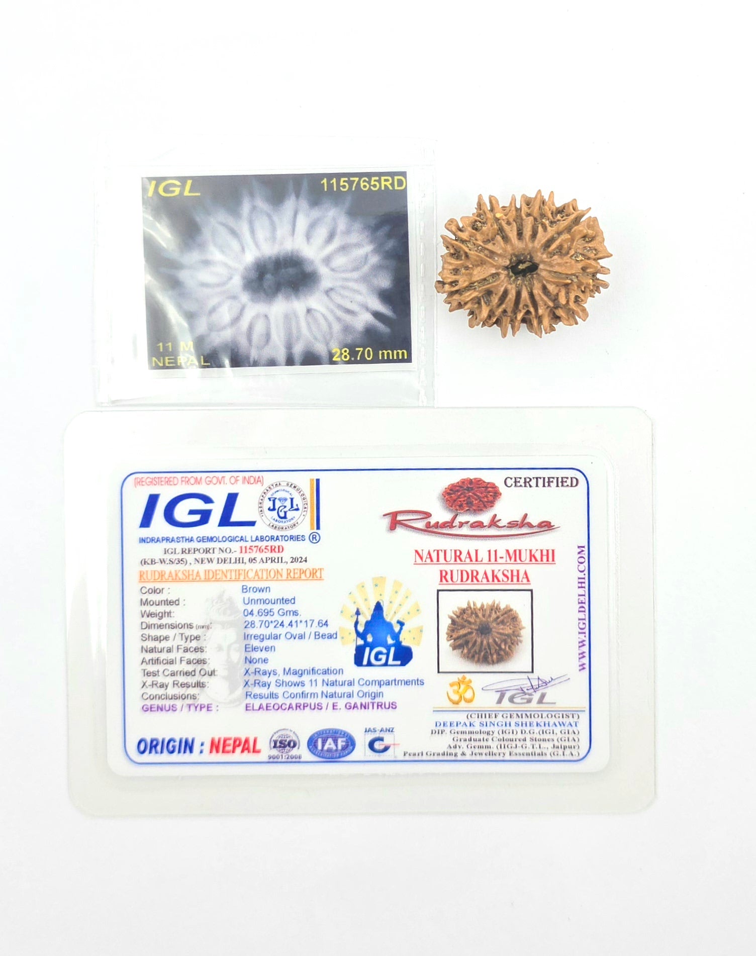 11 Mukhi
