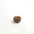 11 mukhi