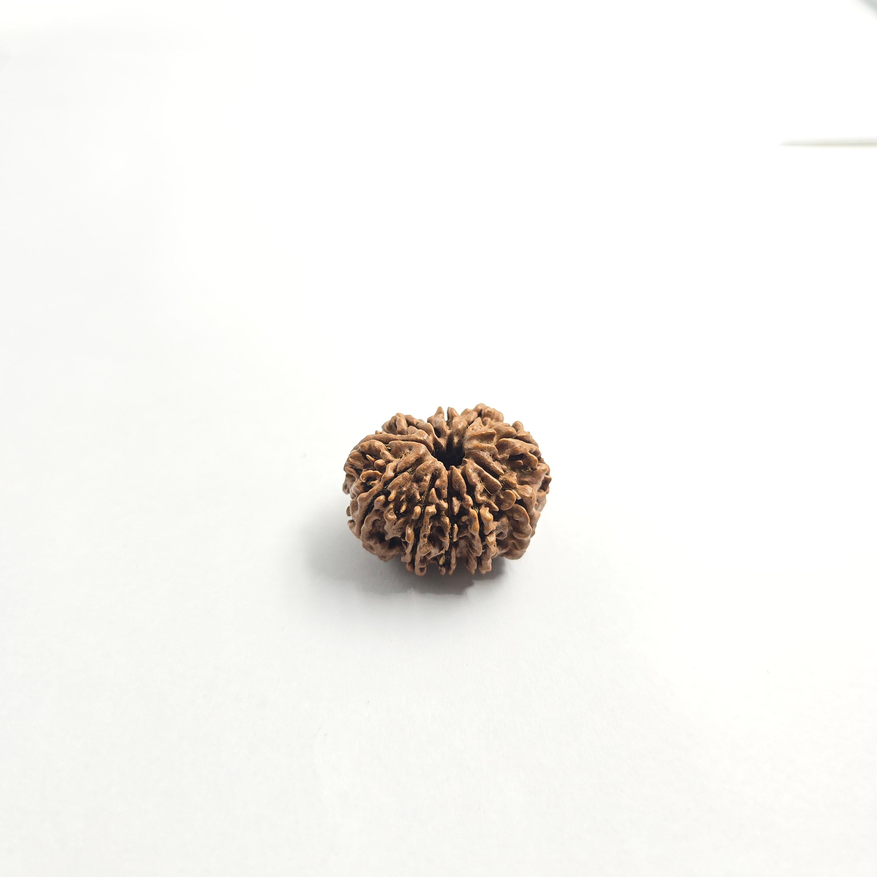 11 mukhi