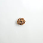 11 mukhi