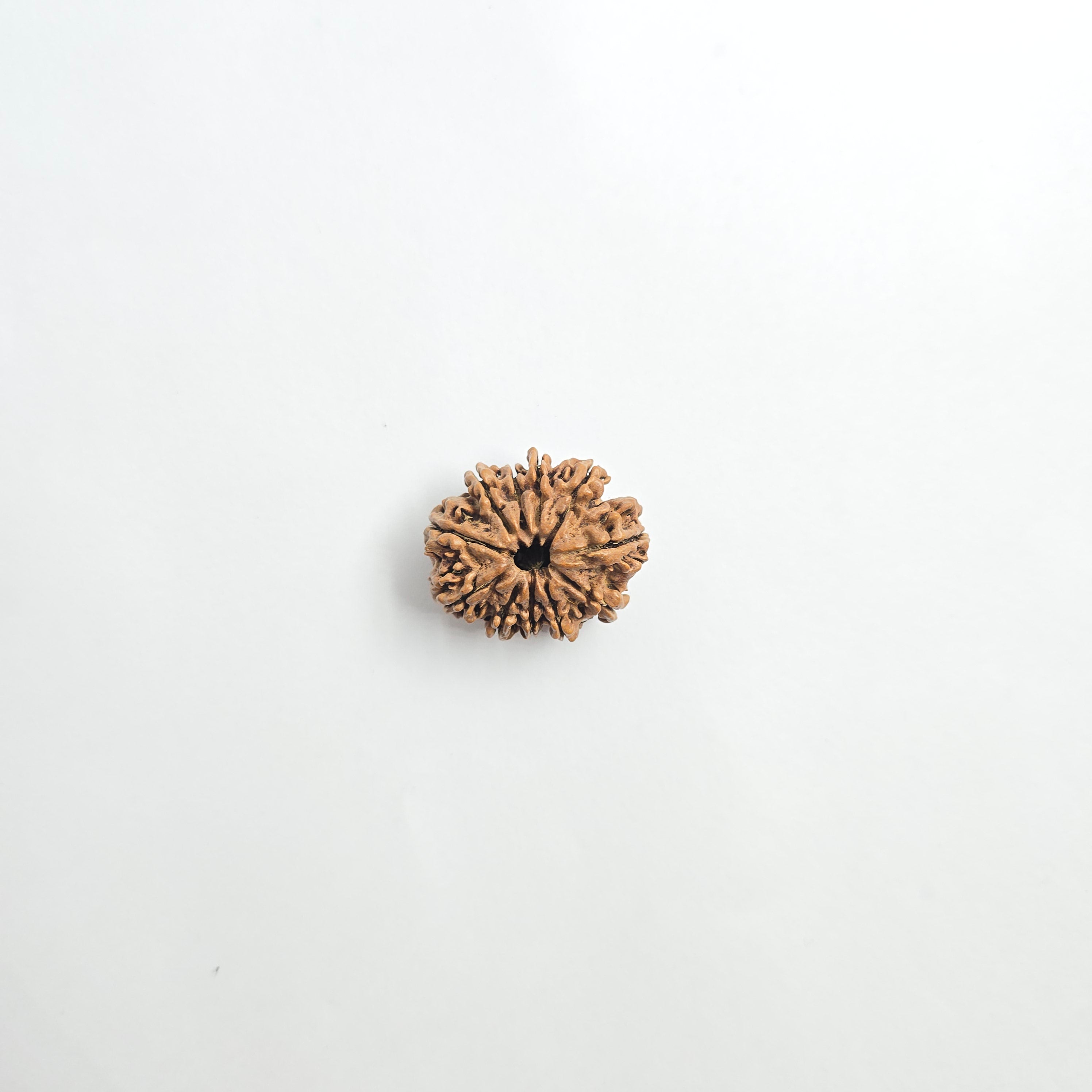 11 mukhi