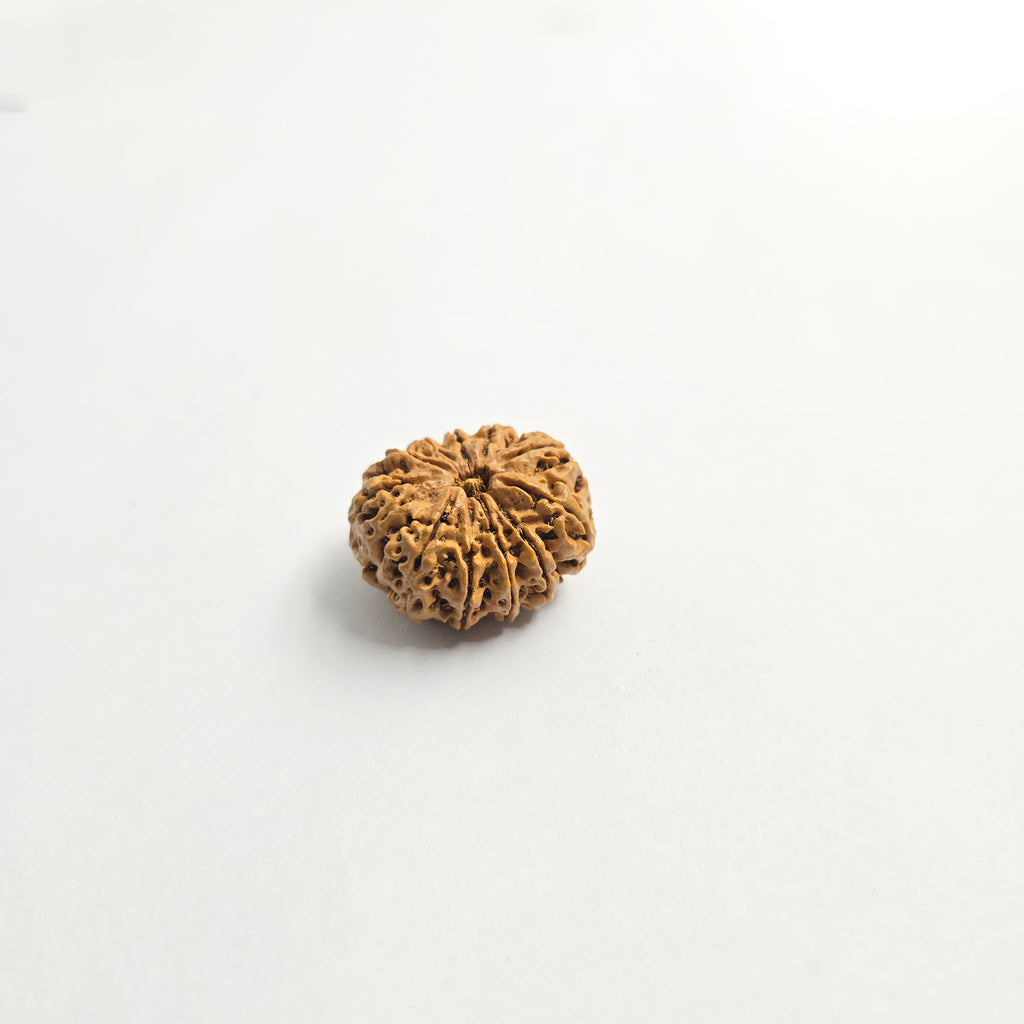 11 Mukhi