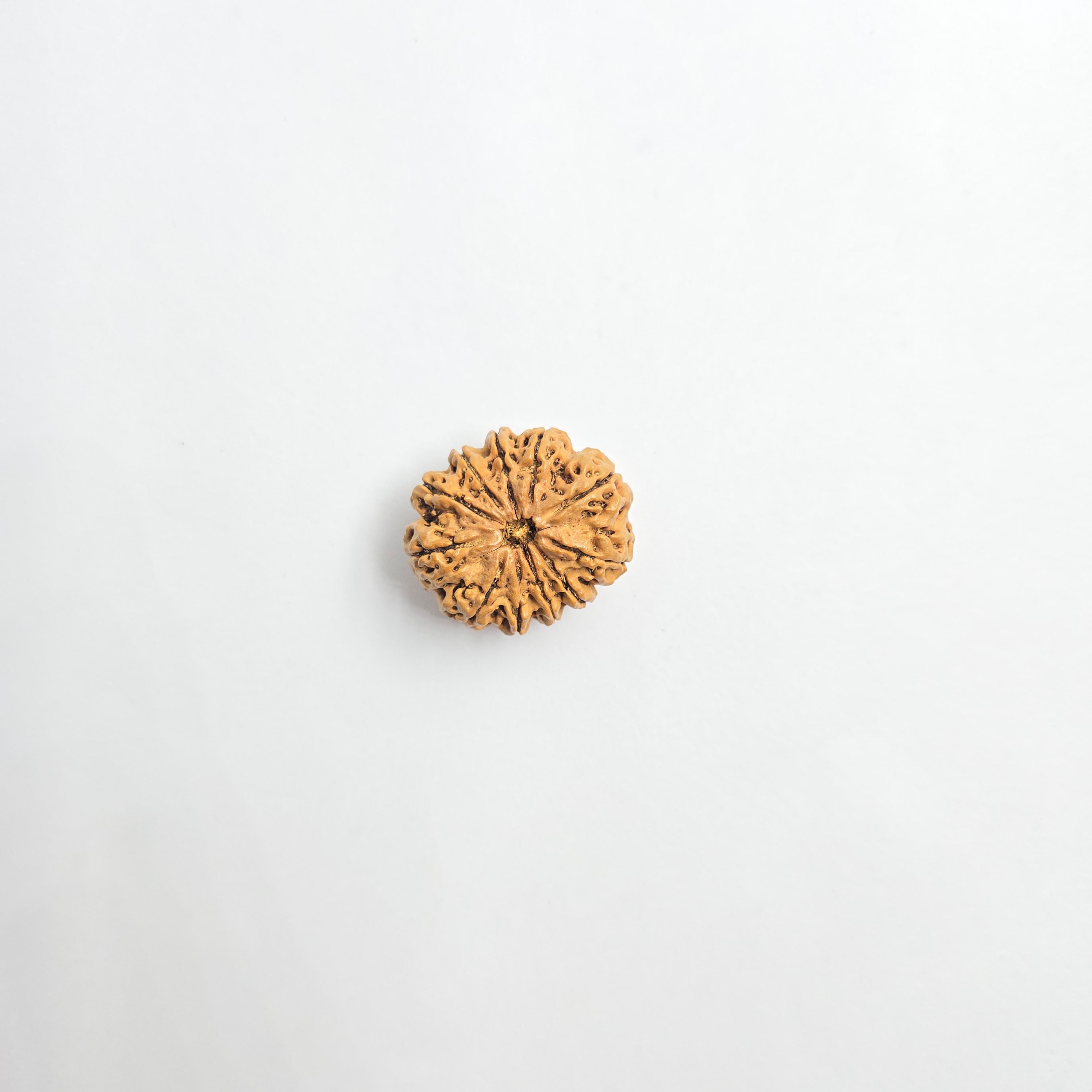 11 Mukhi