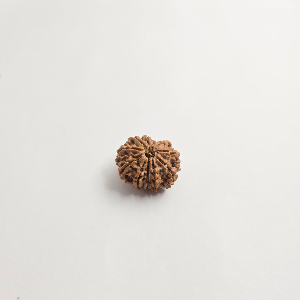 11 Mukhi