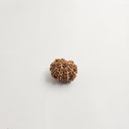 11 Mukhi