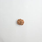 11 Mukhi