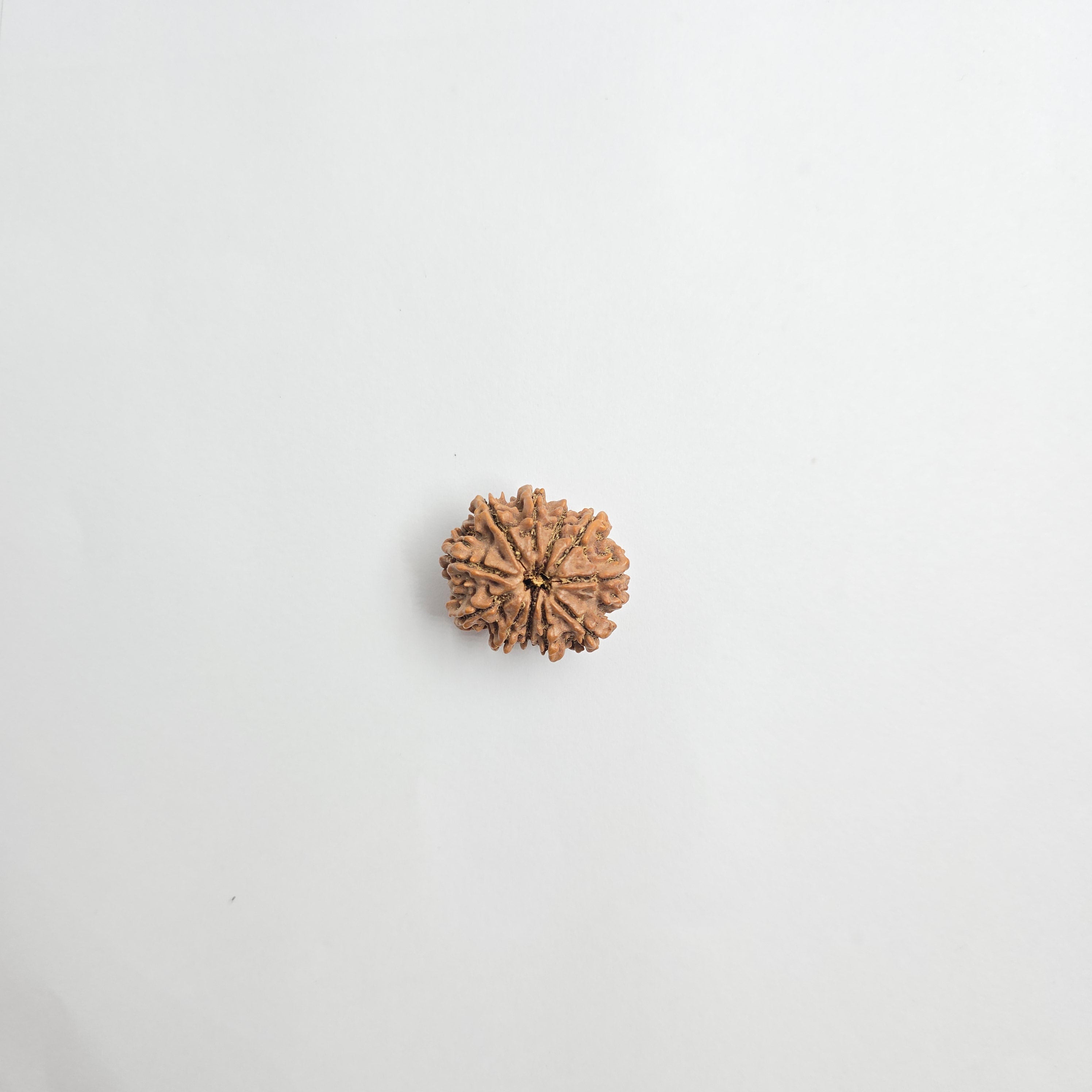 11 Mukhi