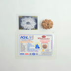 11 Mukhi