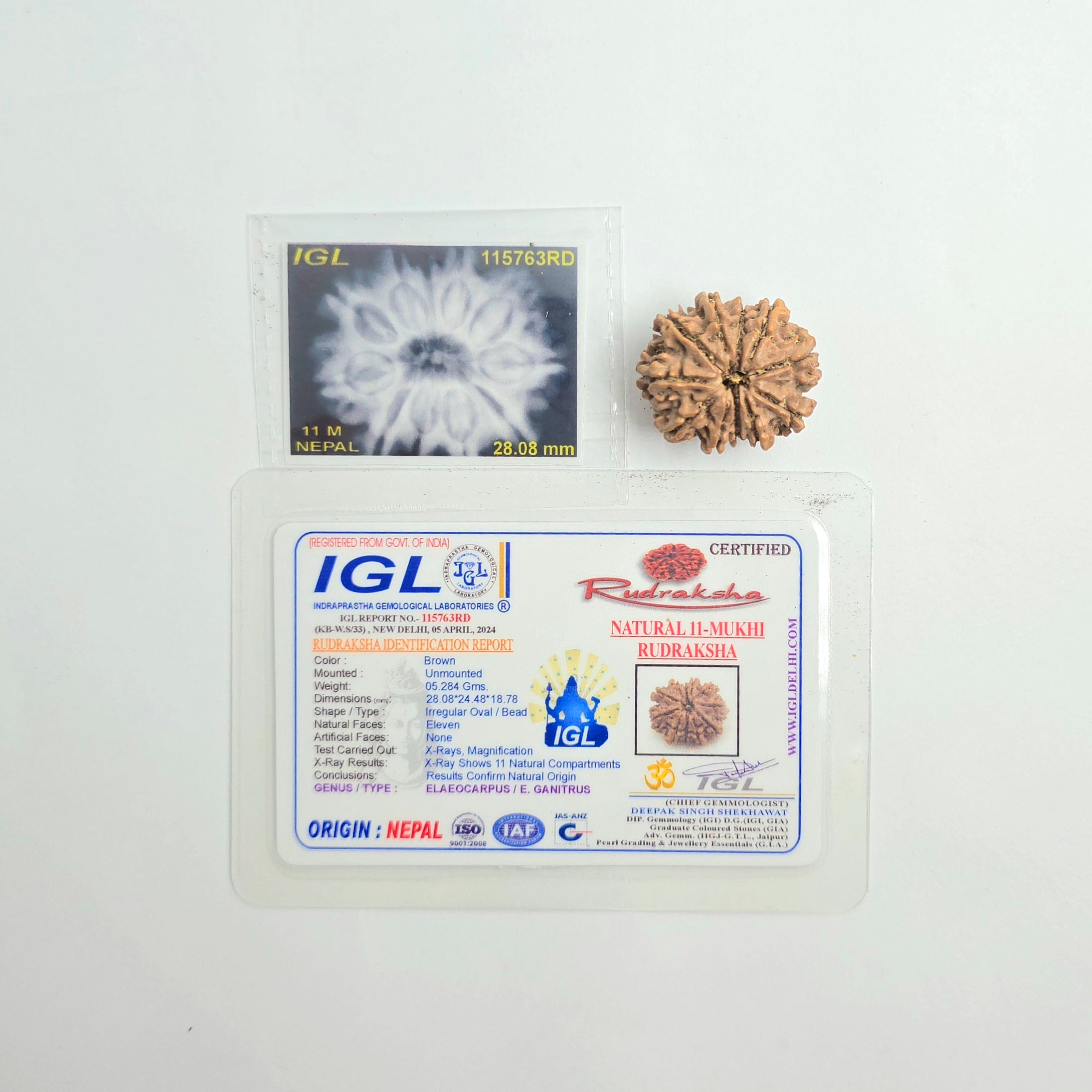11 Mukhi
