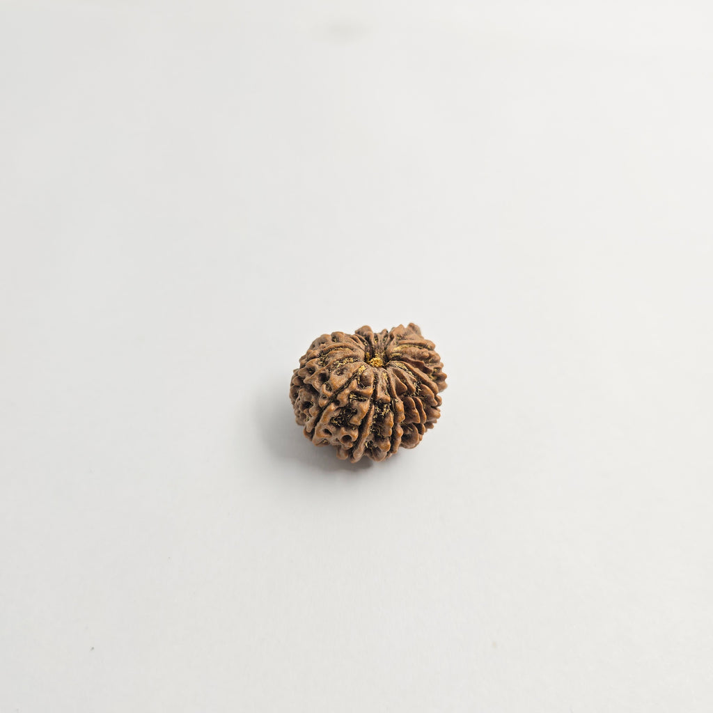 11 Mukhi