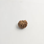 11 Mukhi