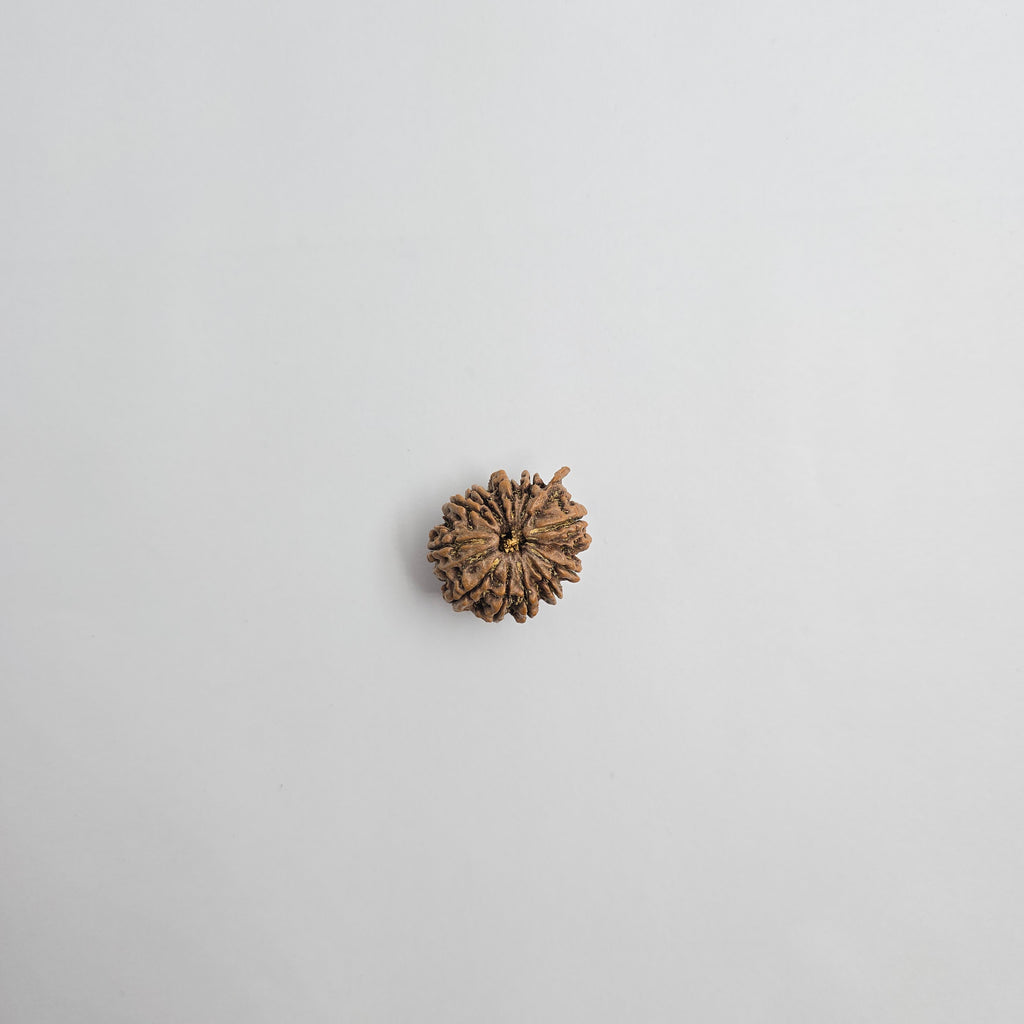 11 Mukhi