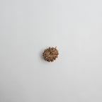 11 Mukhi