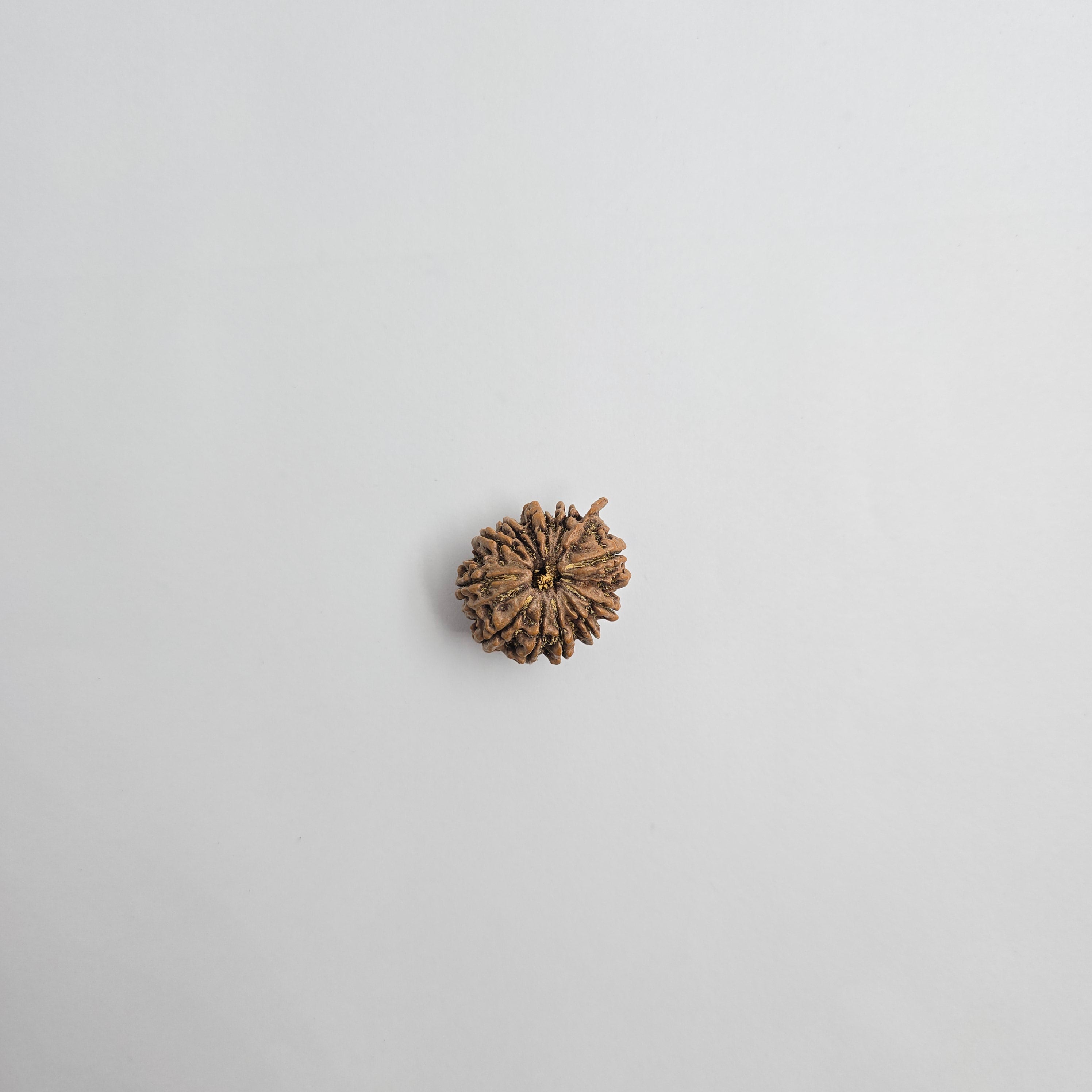 11 Mukhi