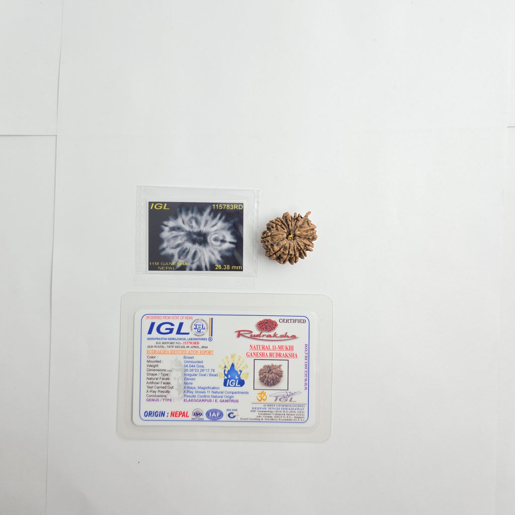 11 Mukhi