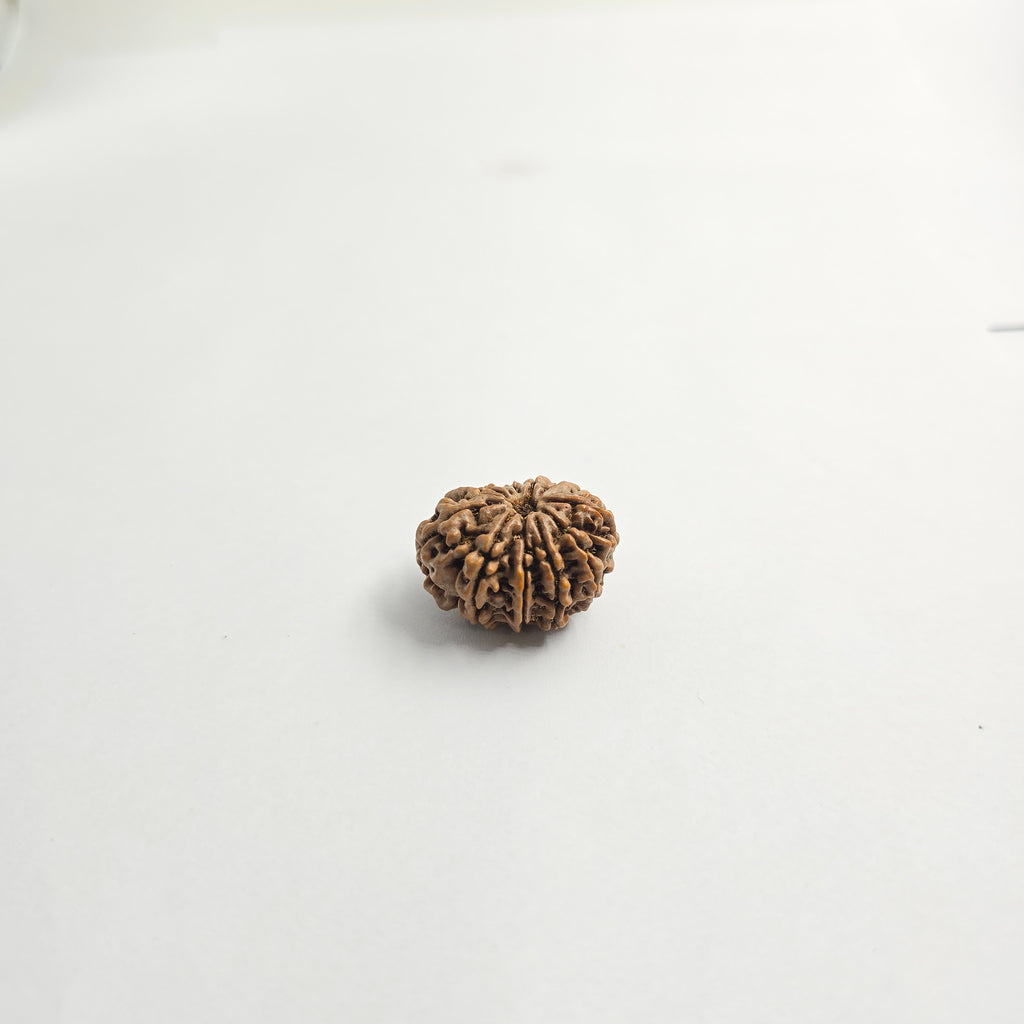 11 Mukhi