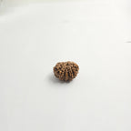 11 Mukhi