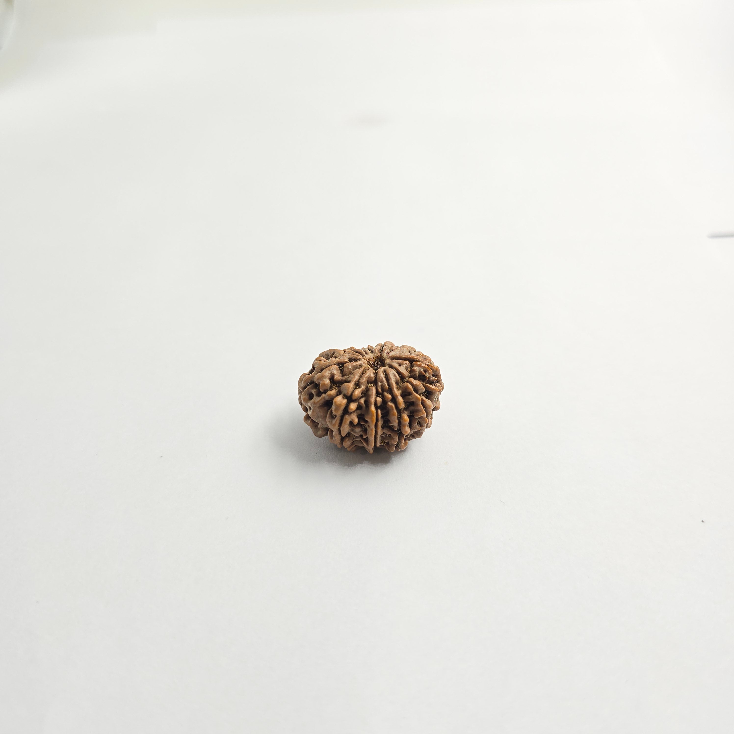11 Mukhi