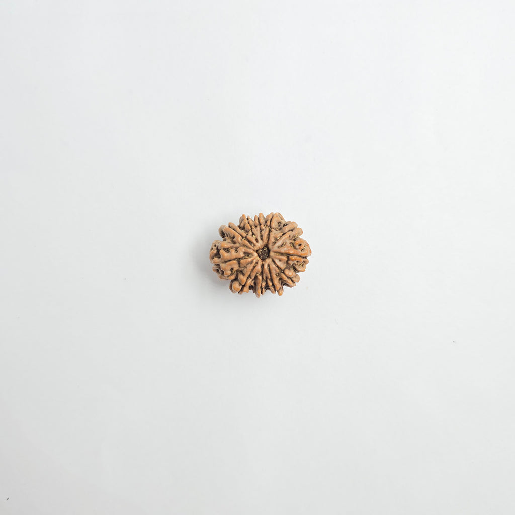 11 Mukhi