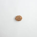 11 Mukhi