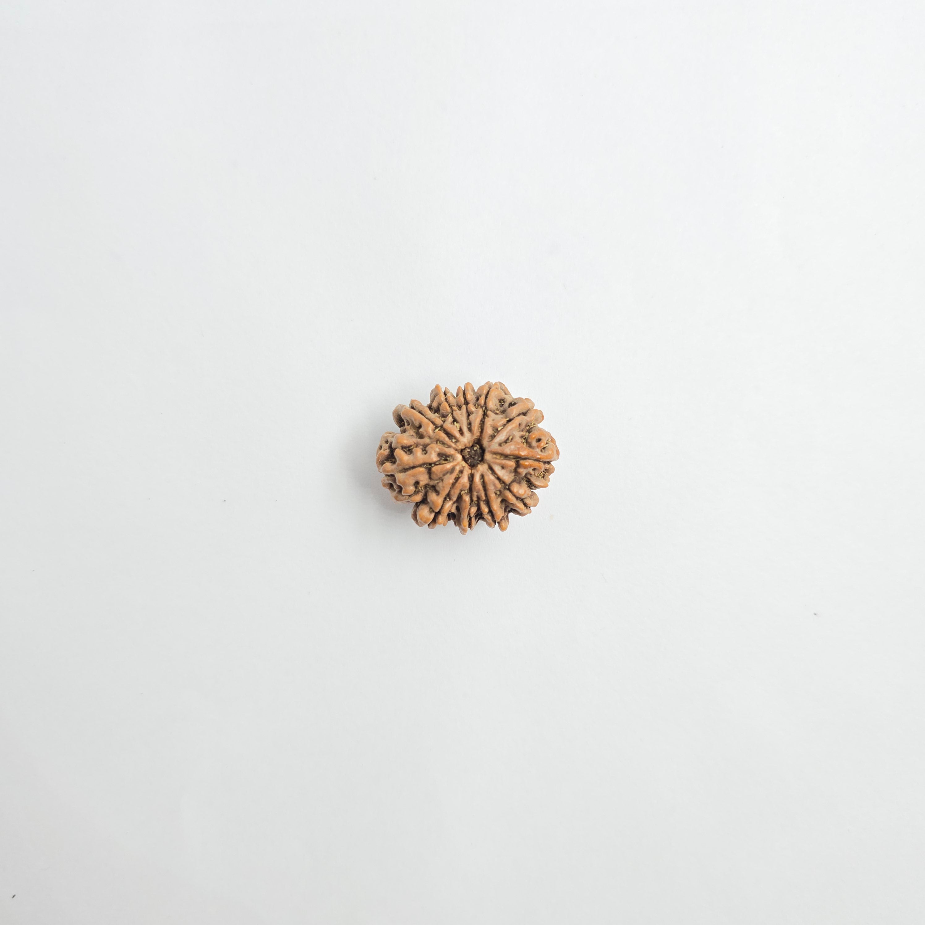 11 Mukhi