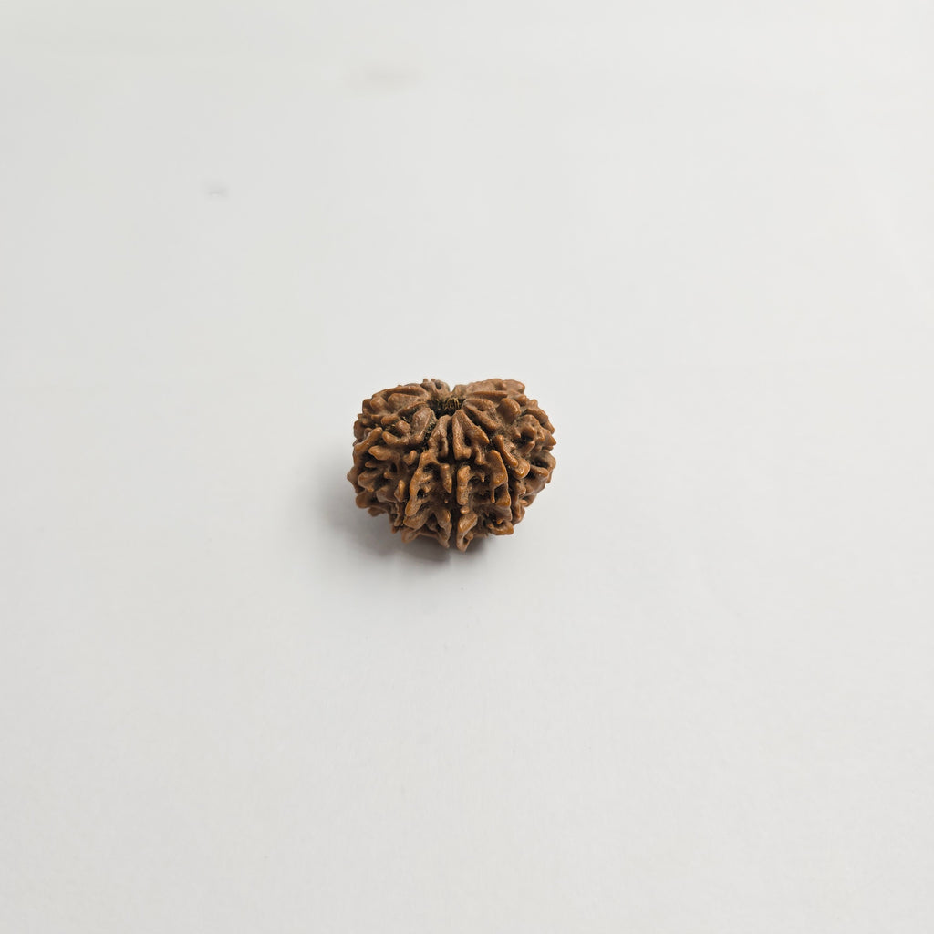 11 Mukhi