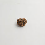 11 Mukhi