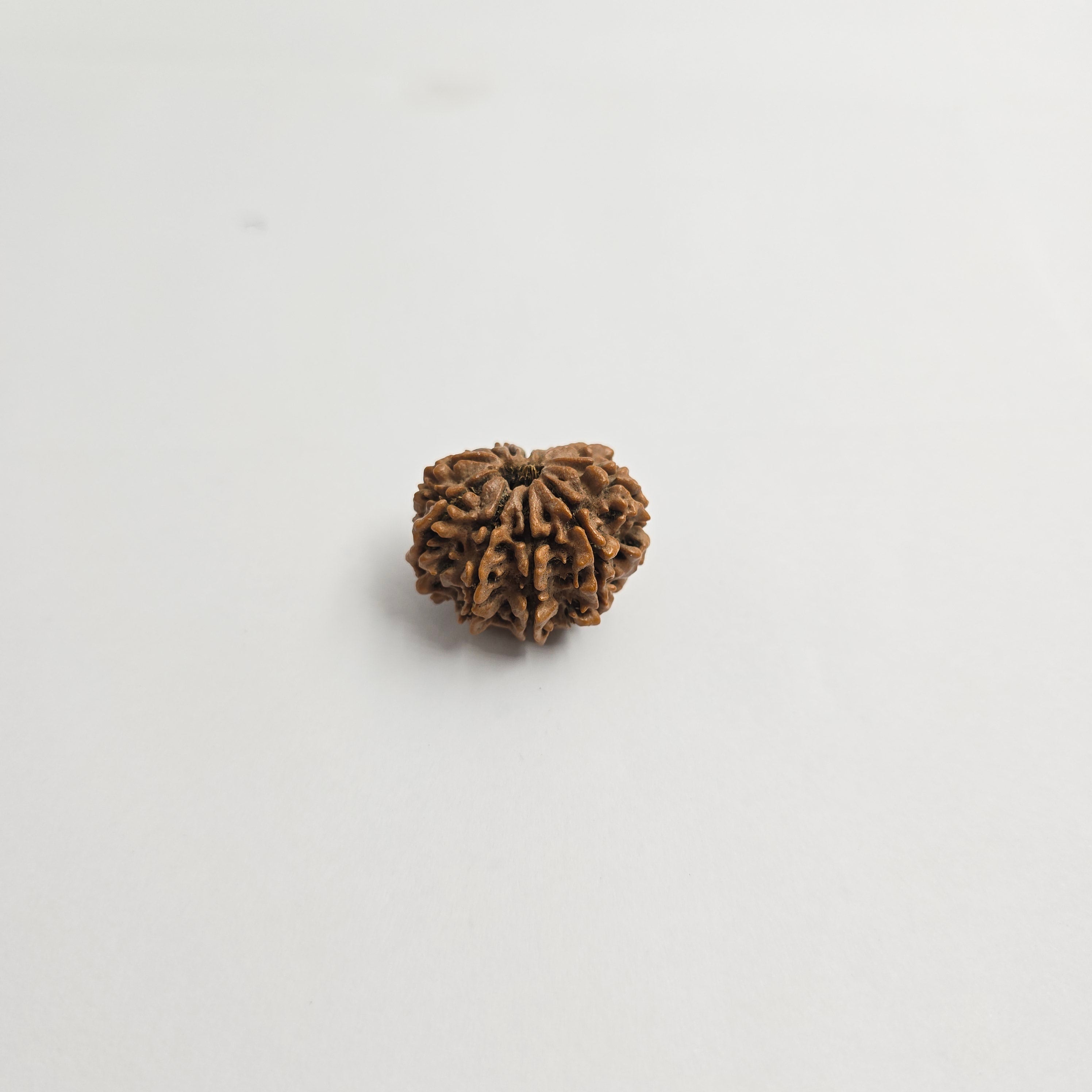 11 Mukhi