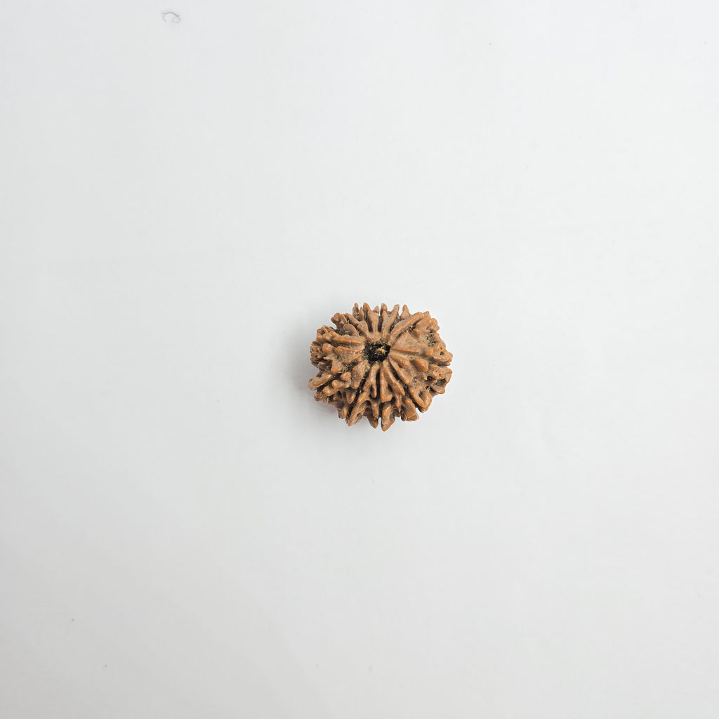 11 Mukhi