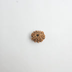 11 Mukhi
