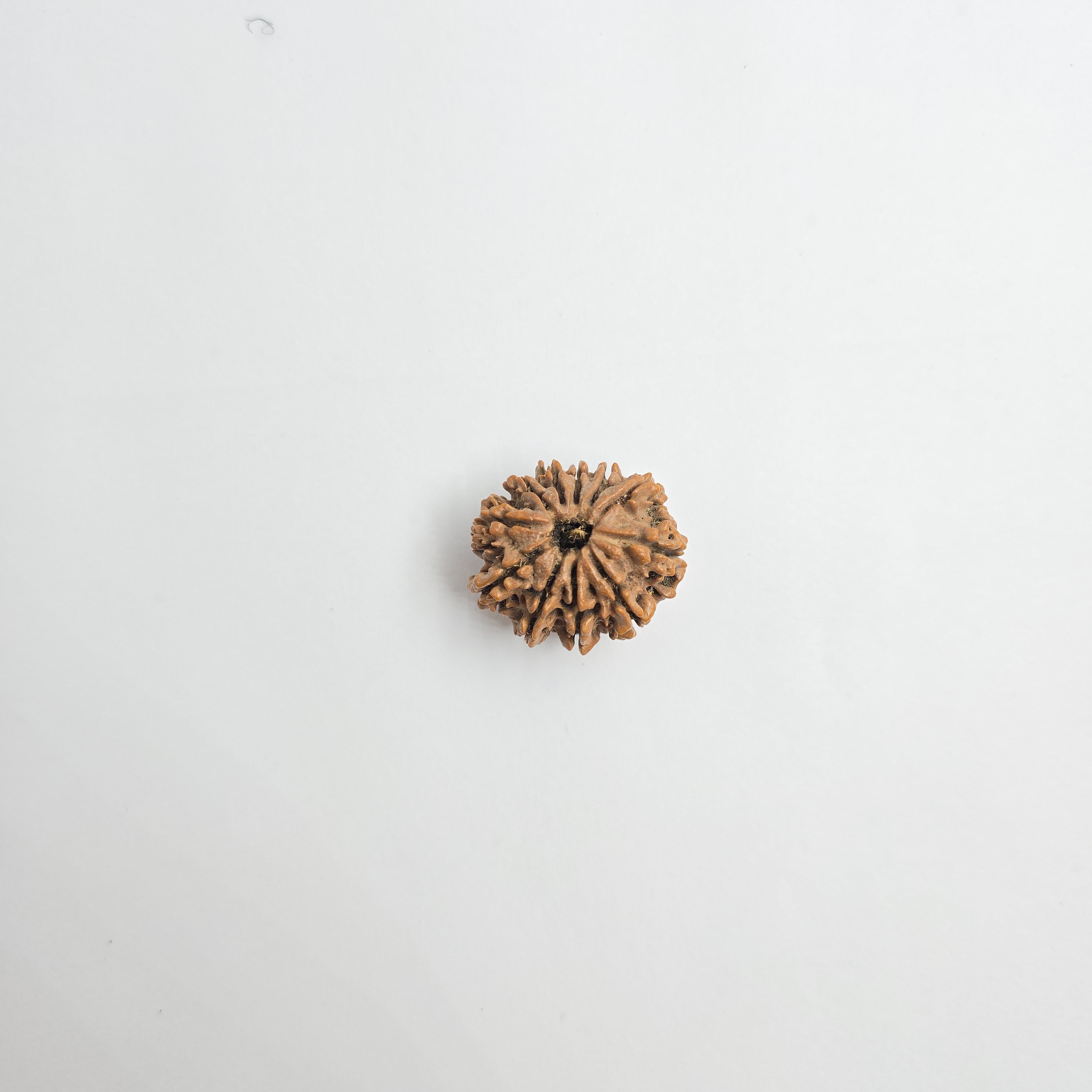 11 Mukhi