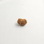 11 Mukhi