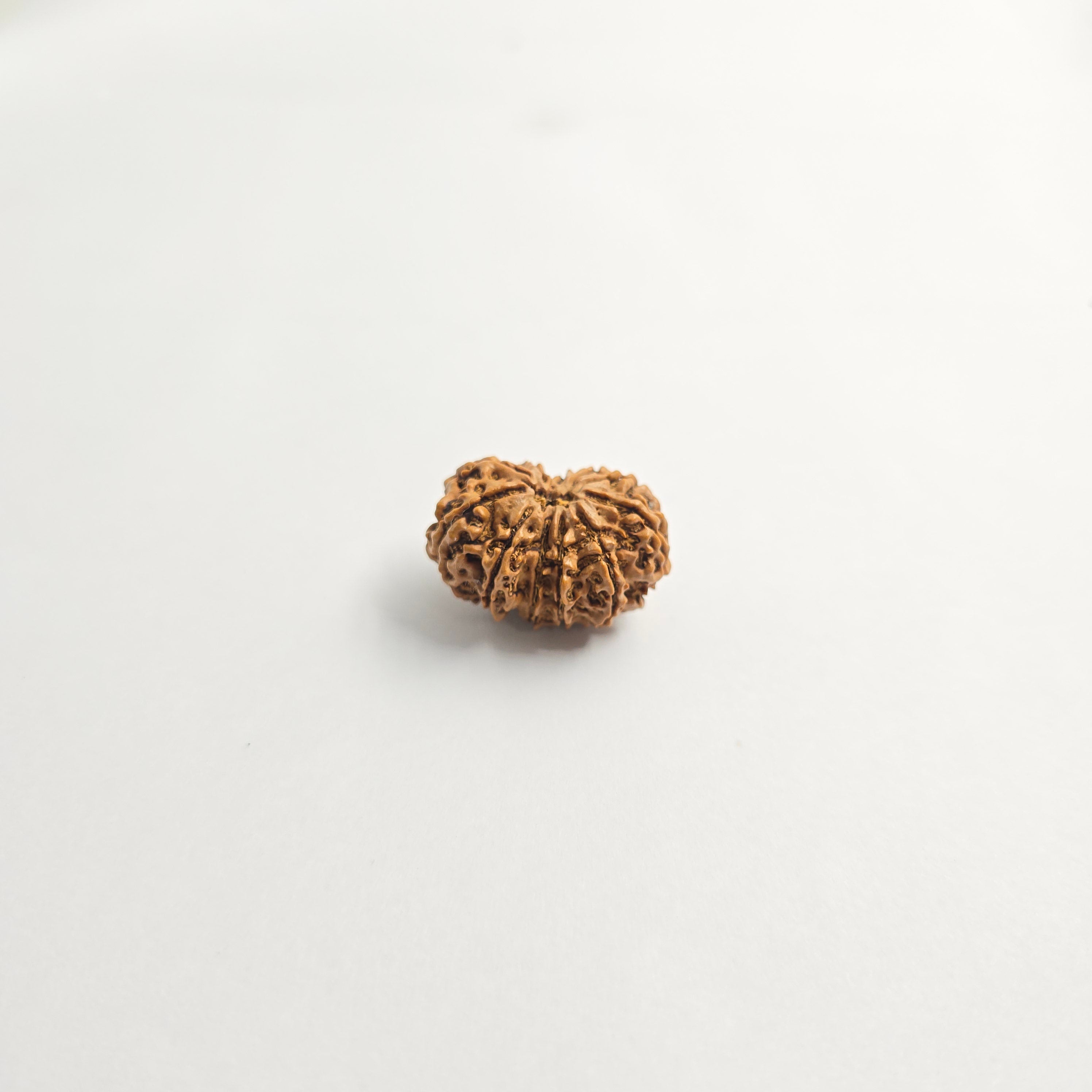 11 Mukhi