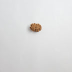11 Mukhi