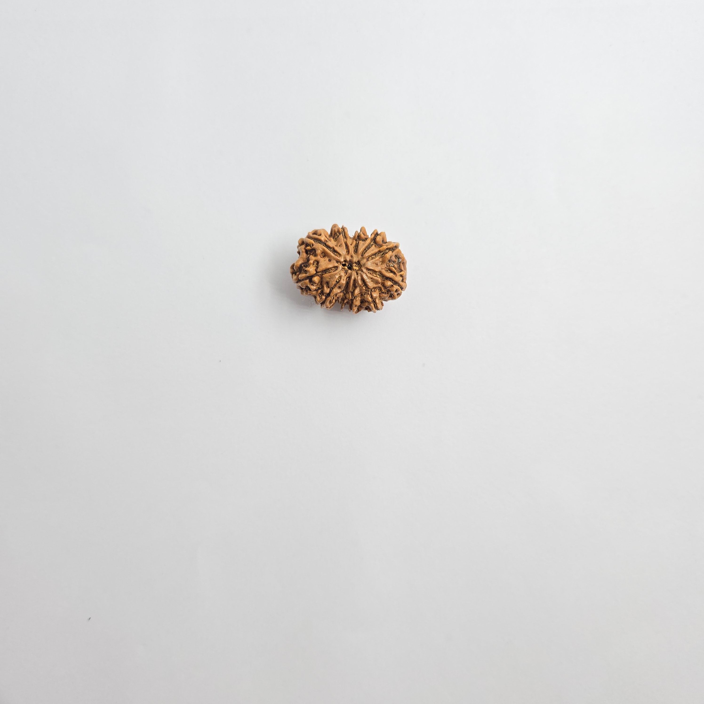 11 Mukhi