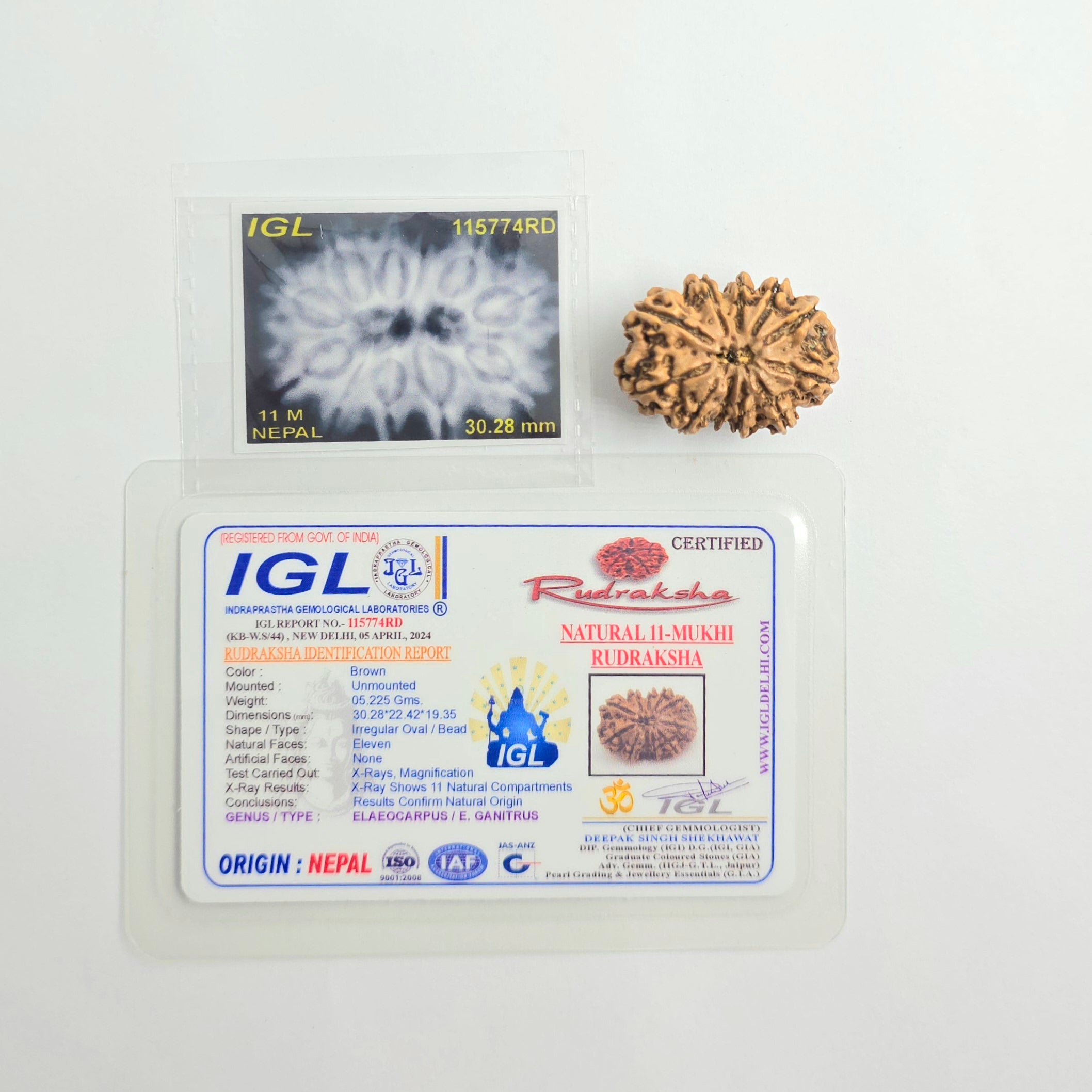 11 Mukhi