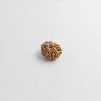 11 Mukhi