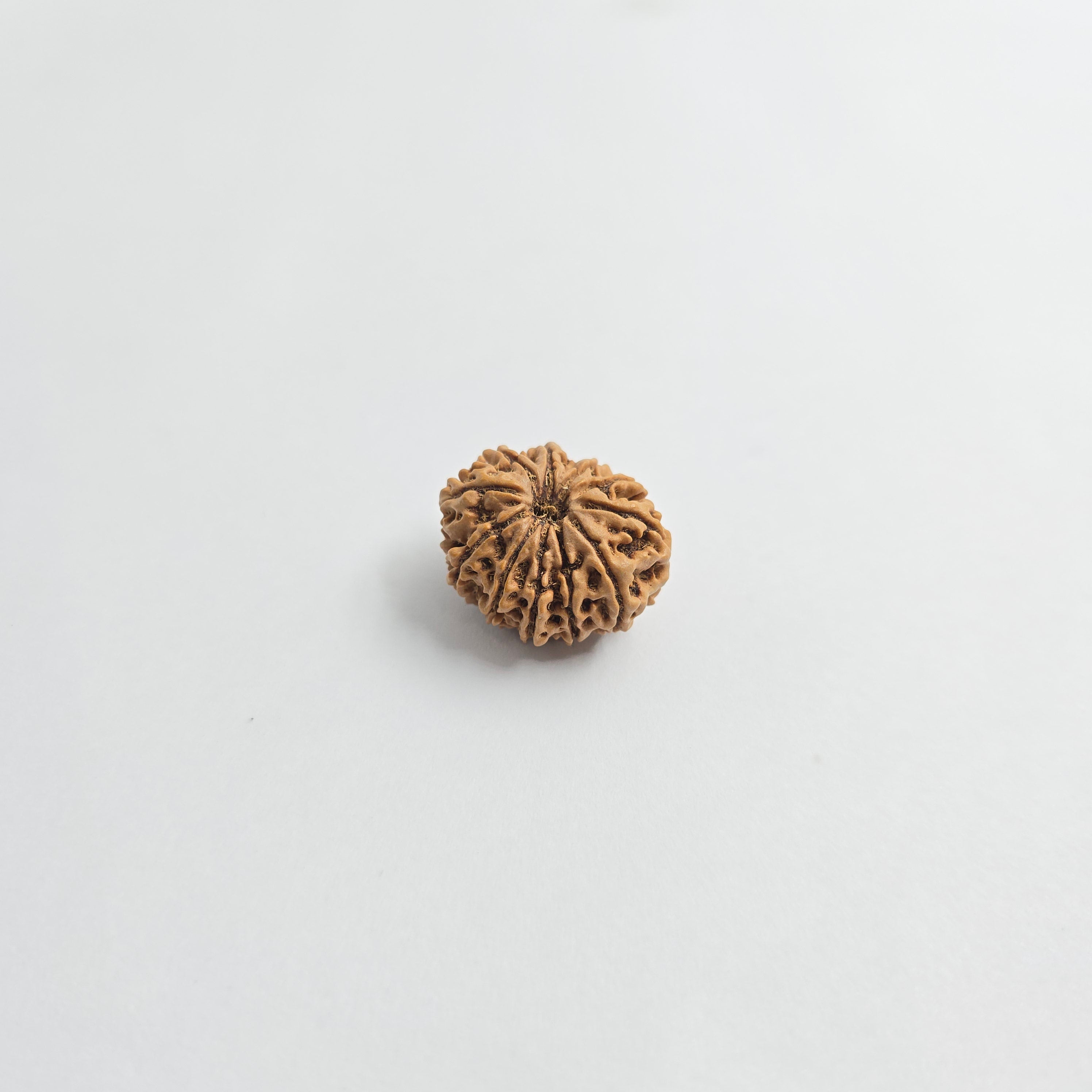 11 Mukhi