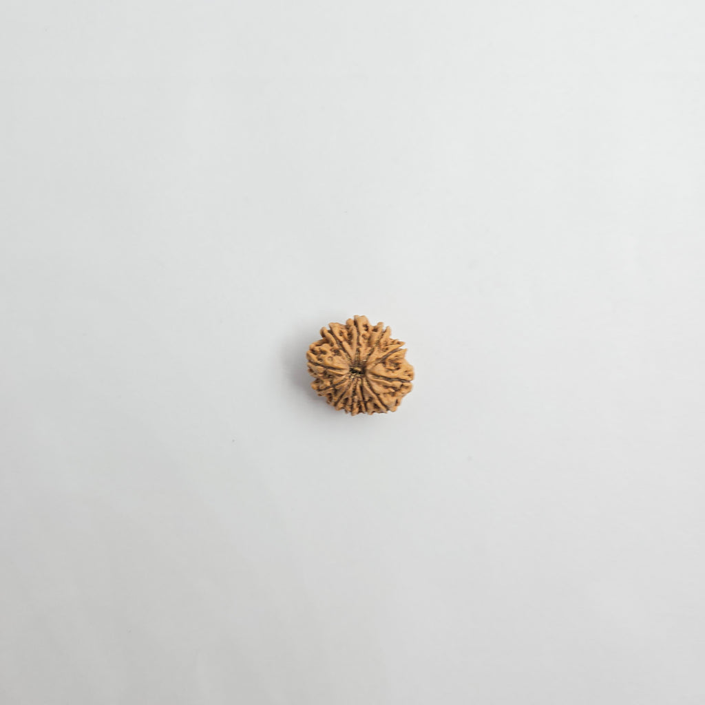 11 Mukhi