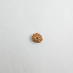 11 Mukhi