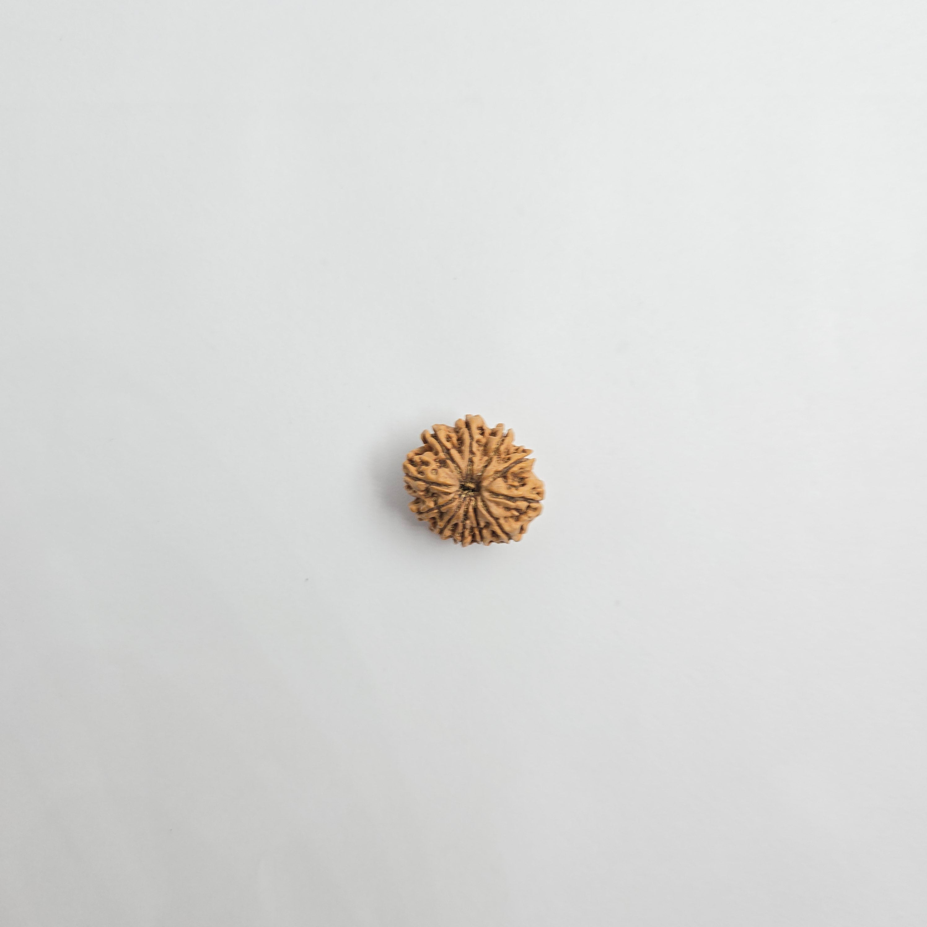 11 Mukhi