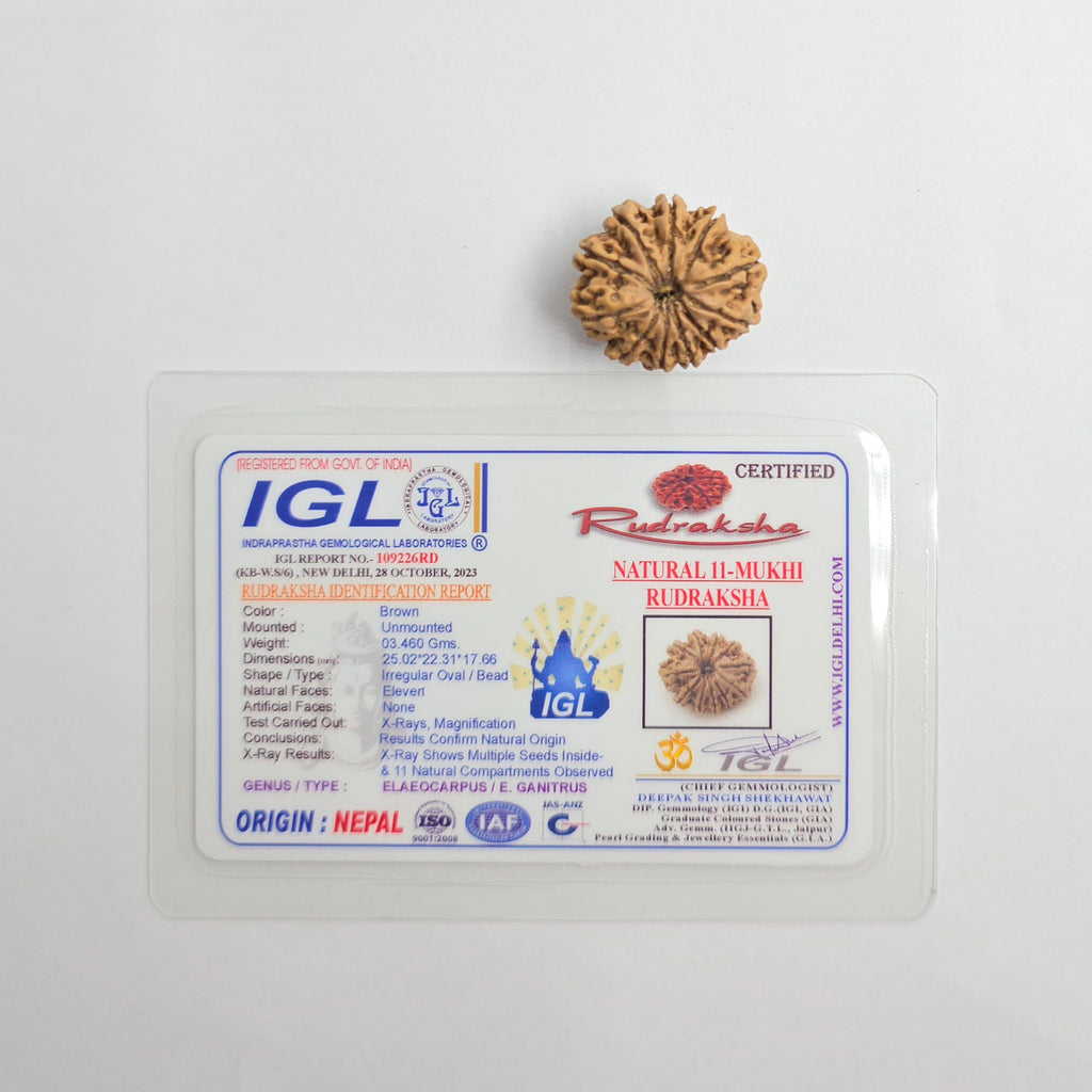 11 Mukhi